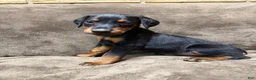 Doberman Pinscher dogs for sale: Sterling - Ad 2