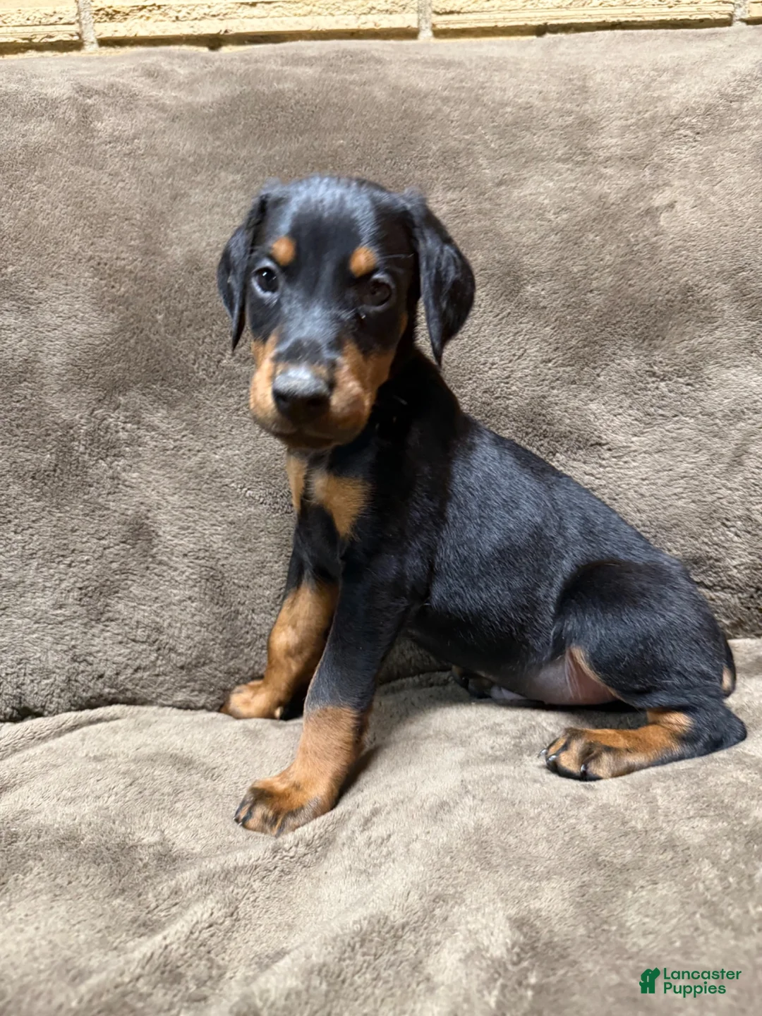 Doberman Pinscher dogs for sale: Sterling - Ad 2