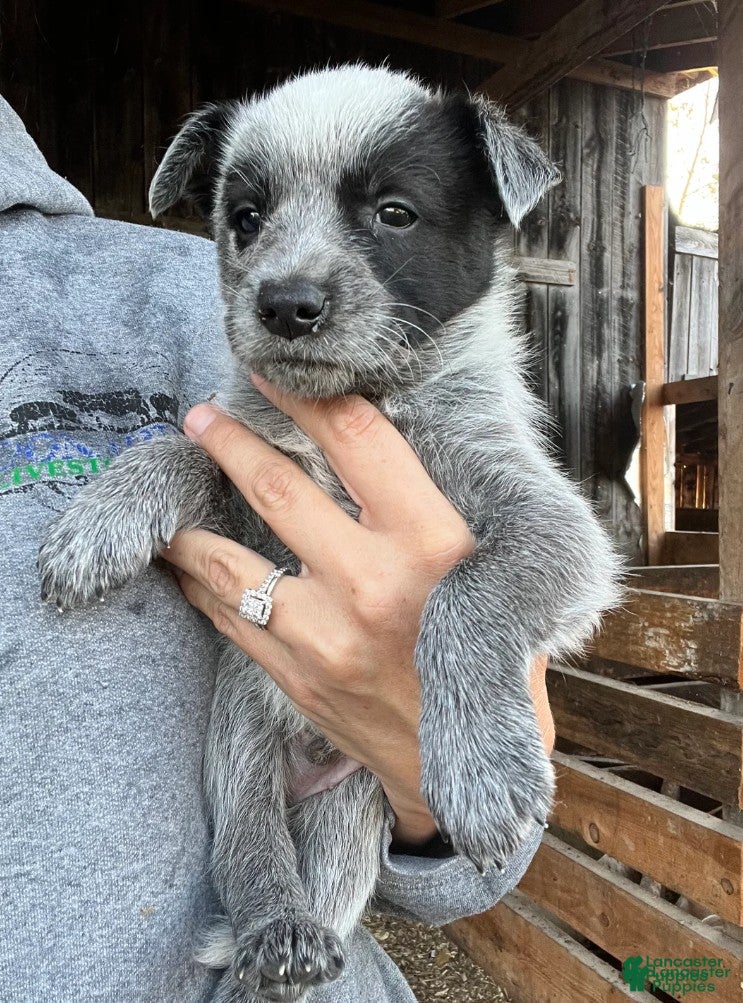 Blue Heeler Husky Border Collie Blue Heeler Border Collie Vizsla