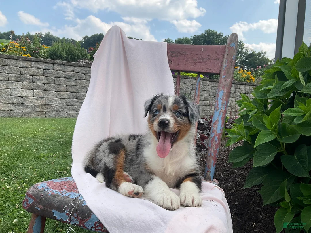 Australian Shepherd dogs for sale: Kody - Ad 5