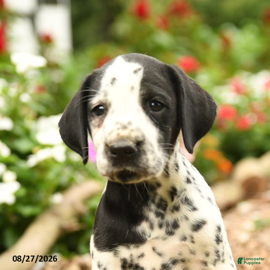 Dalmatian dogs Pirate - Ad 2