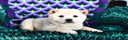 Shiba Inu dogs for sale: Snowball  - Ad 2