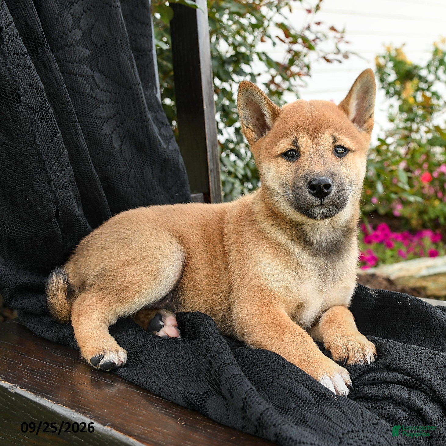 Shiba Inu dogs Yuki - Ad 2