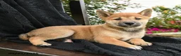 Shiba Inu dogs for sale: Yuki - Ad 2