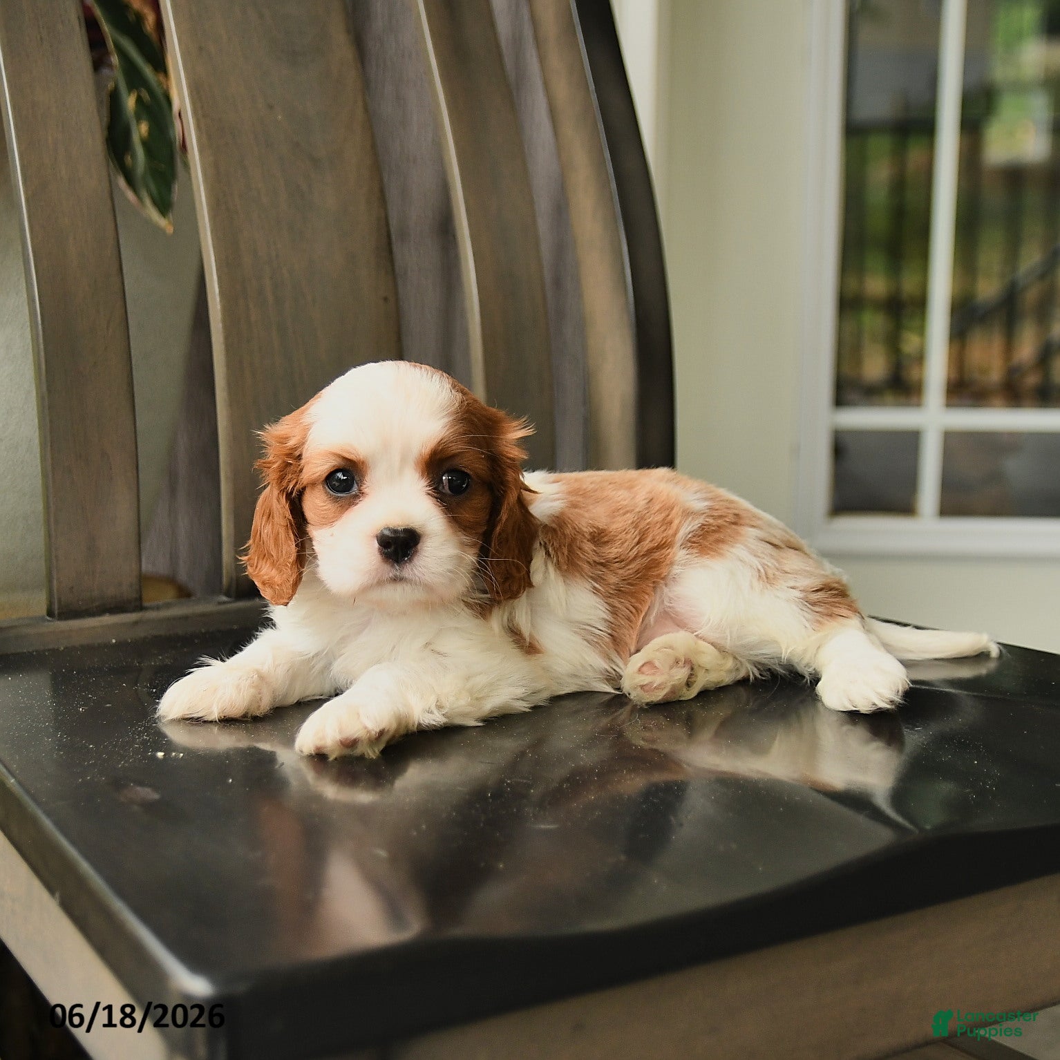 Cavalier King Charles Spaniel dogs Skyler - Ad 2