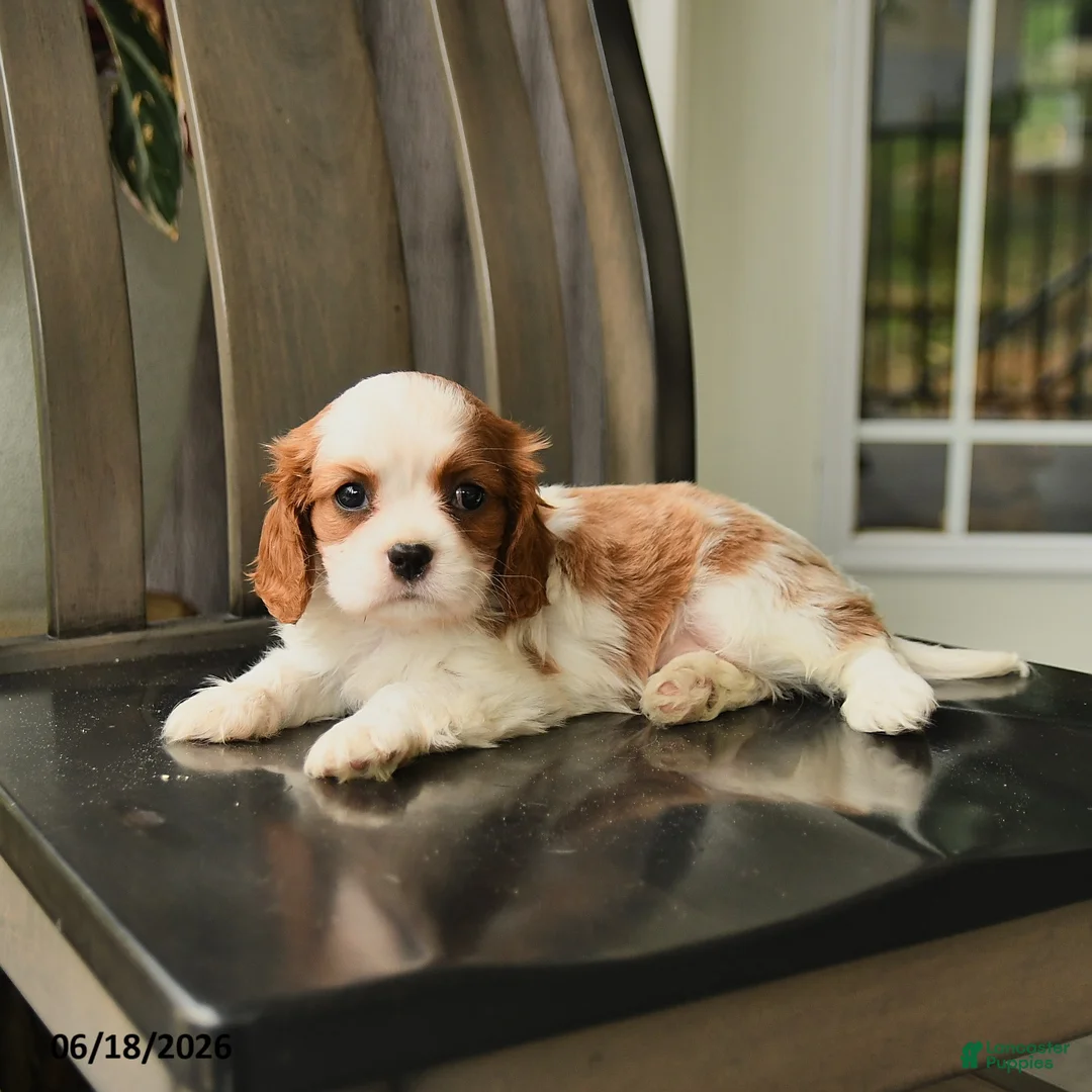 Cavalier King Charles Spaniel dogs for sale: Skyler - Ad 2