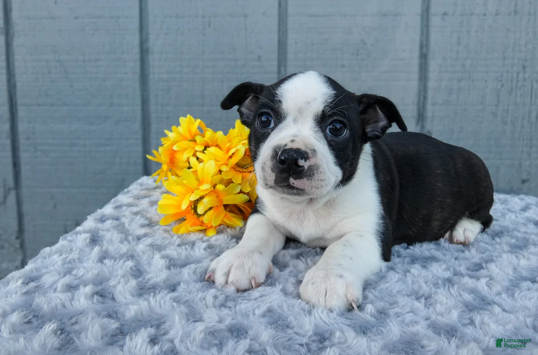 Mixed Breed dogs for sale: Stormie - Ad 3