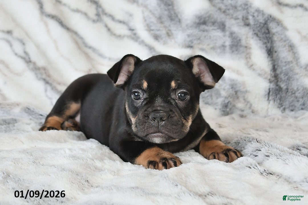 Mixed Breed dogs for sale: Naaman - Ad 2