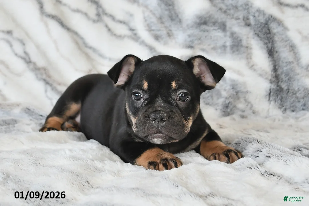 Mixed Breed dogs for sale: Naaman - Ad 7