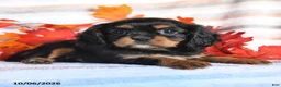 Cavalier King Charles Spaniel dogs for sale: Lacy - Ad 4