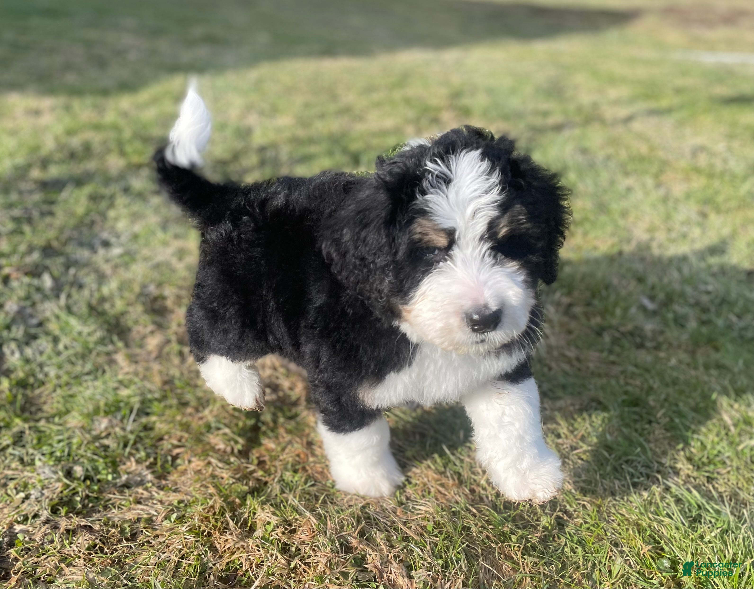 Bernedoodle dogs Duke - Ad 1