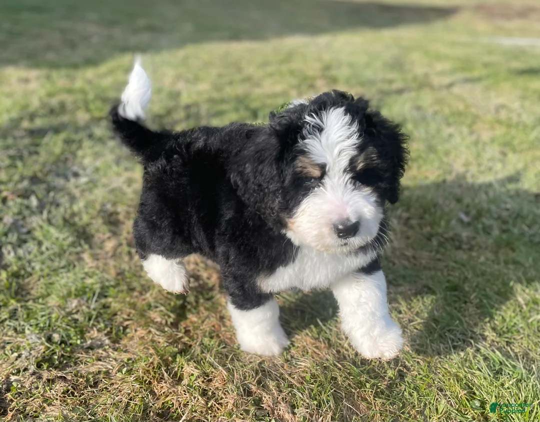 Bernedoodle dogs for sale: Duke - Ad 1