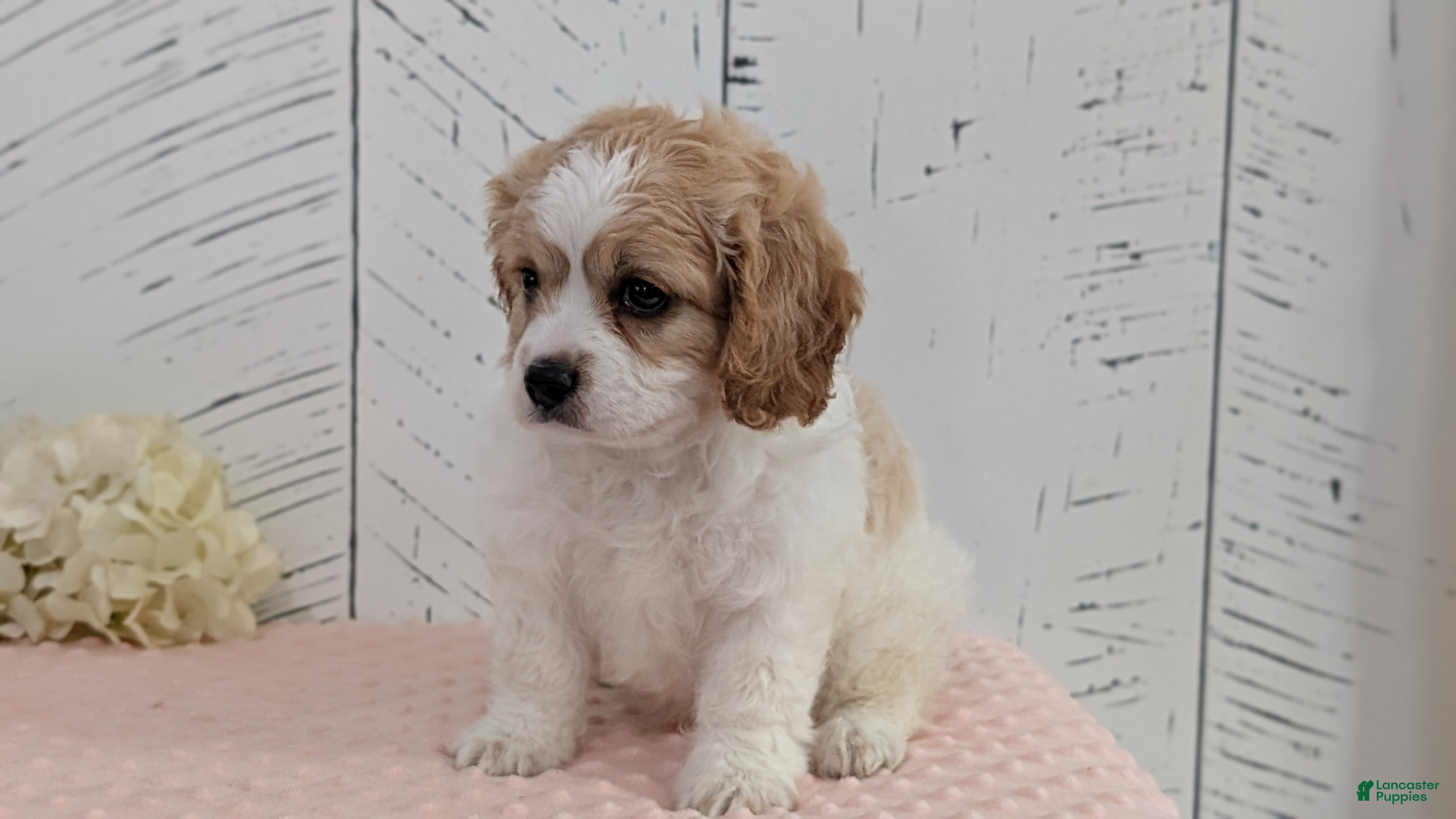Cavapoo dogs Ziggy - Ad 2