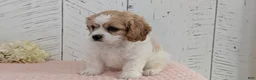 Cavapoo dogs for sale: Ziggy - Ad 2