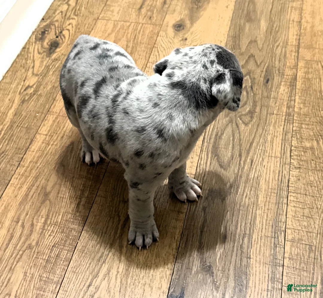 American Bully dogs for sale: "LIL KIM" - Ad 9