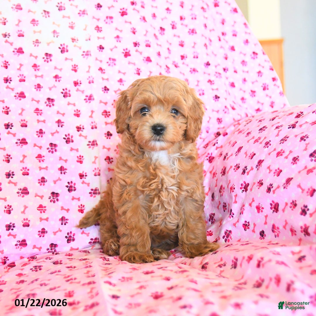 Cockapoo dogs for sale: Meadow  - Ad 2