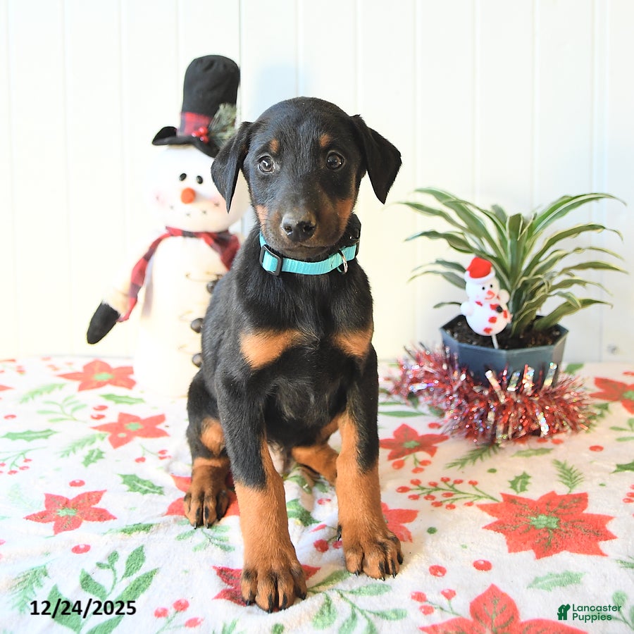 Doberman Pinscher dogs Blaze - Ad 24