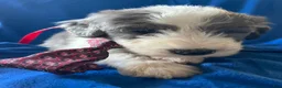 Sheepadoodle dogs for sale: Sheepadoodle Puppy 11 - Ad 3