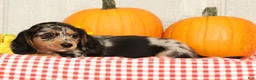 Miniature Dachshund dogs for sale: Jesse - Ad 7