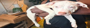 Mixed Breed 5