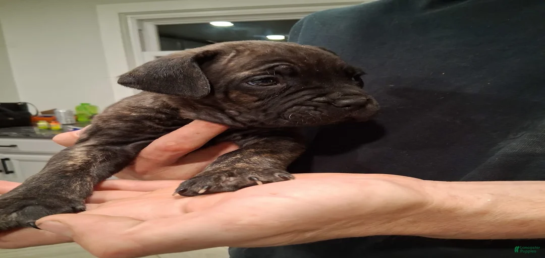 Gallery Image {{count}}