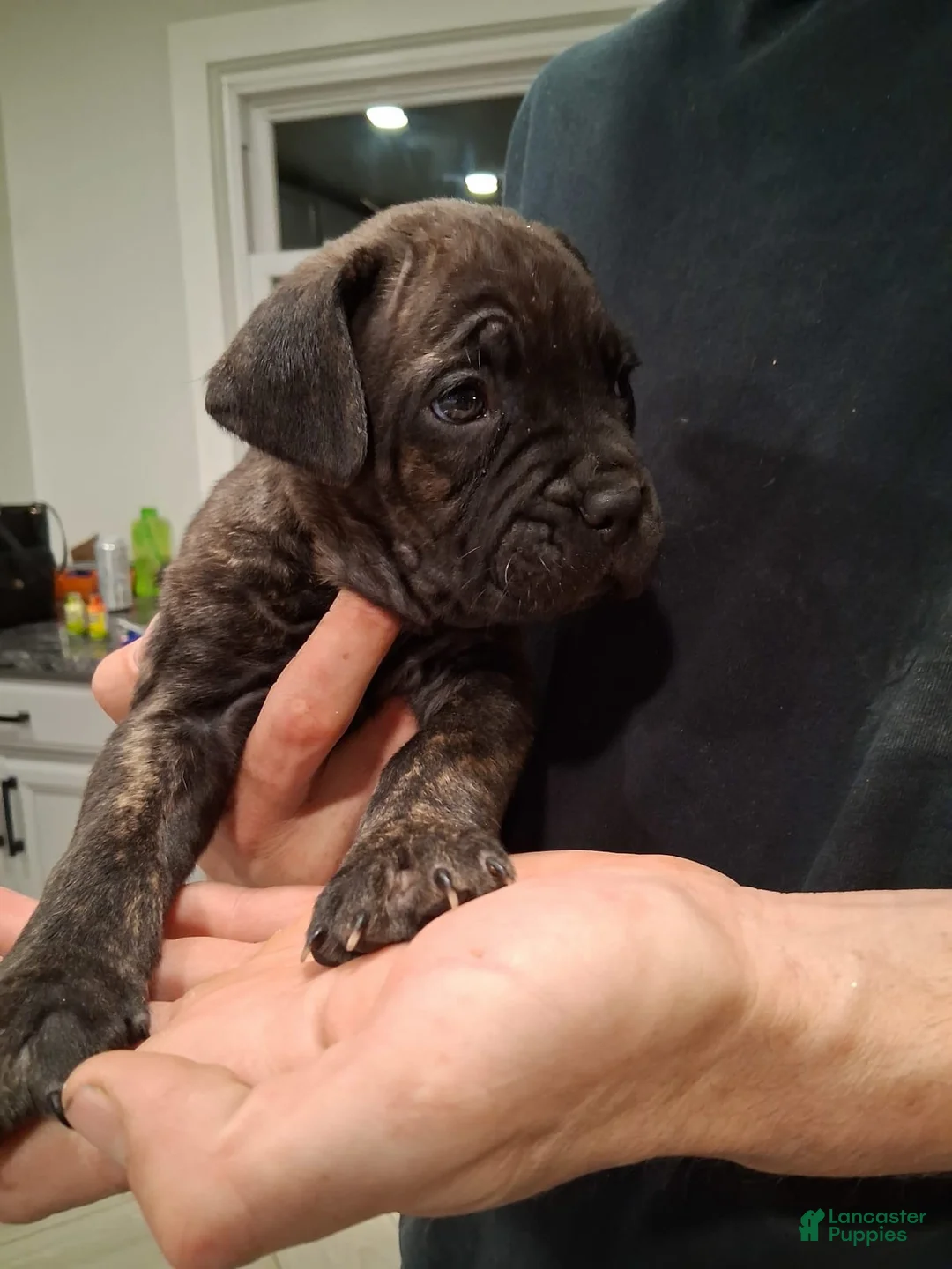 Gallery Image {{count}}