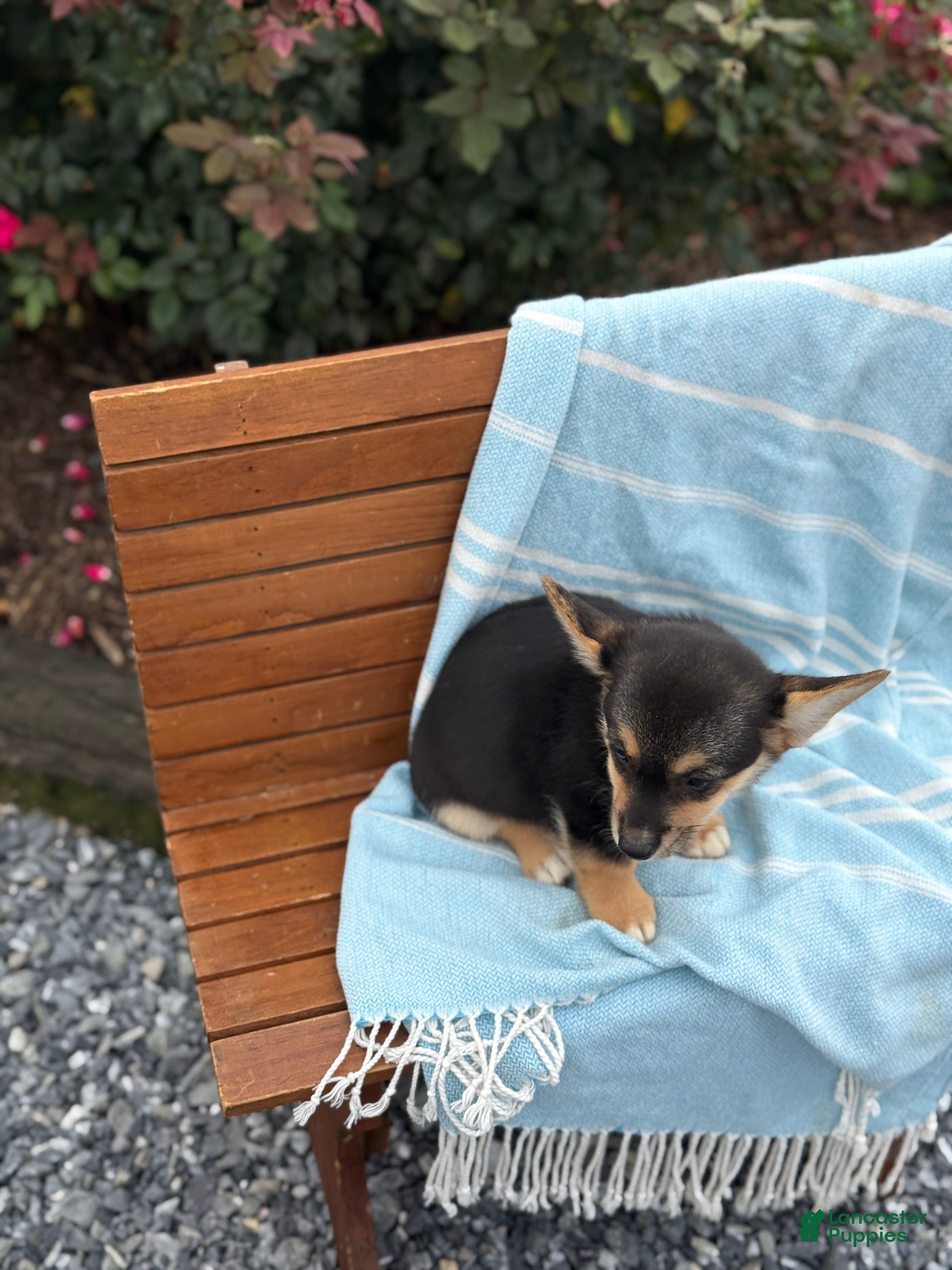 Welsh Corgi Pembroke dogs Josie - Ad 2