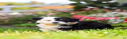 Mixed Breed dogs for sale: Hunter - Ad 6