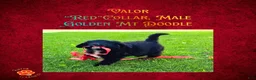 Mixed Breed dogs for sale: ⭐ Valor — Red Collar • Male Golden Mountain Doodle - Ad 5