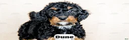 Bernedoodle dogs for sale: Dune - Ad 3