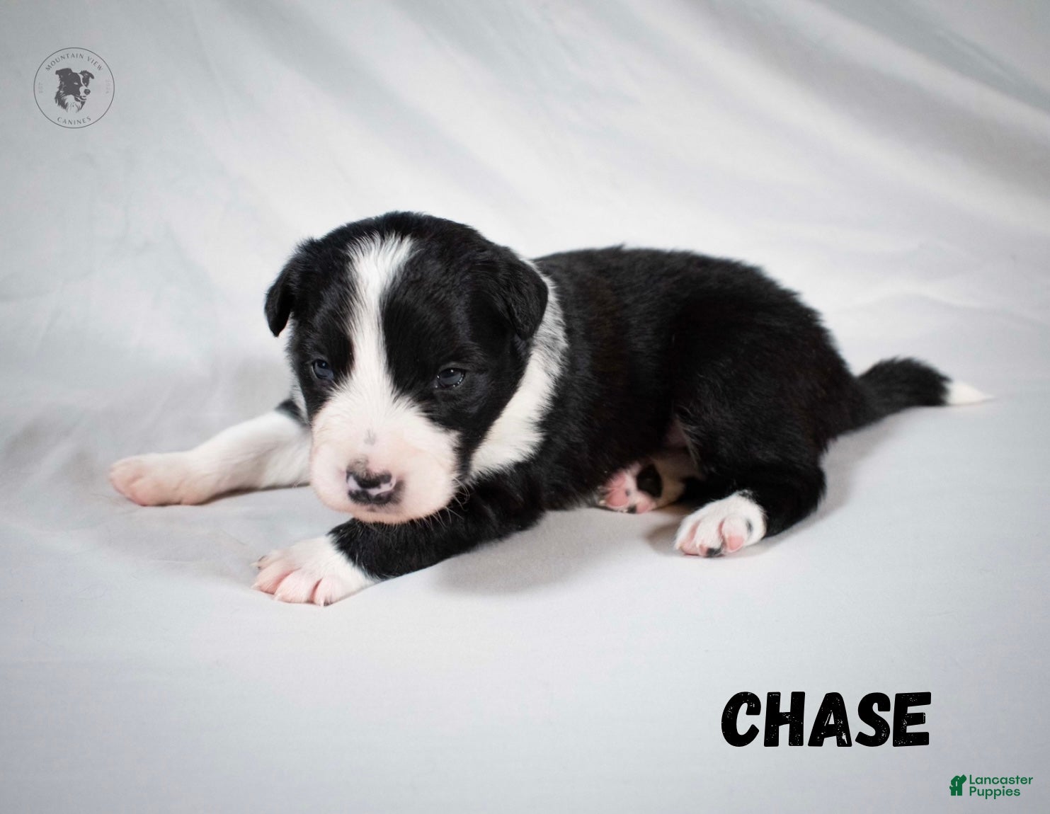 Border Collie dogs Chase  - Ad 42