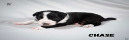 Border Collie dogs for sale: Chase  - Ad 1