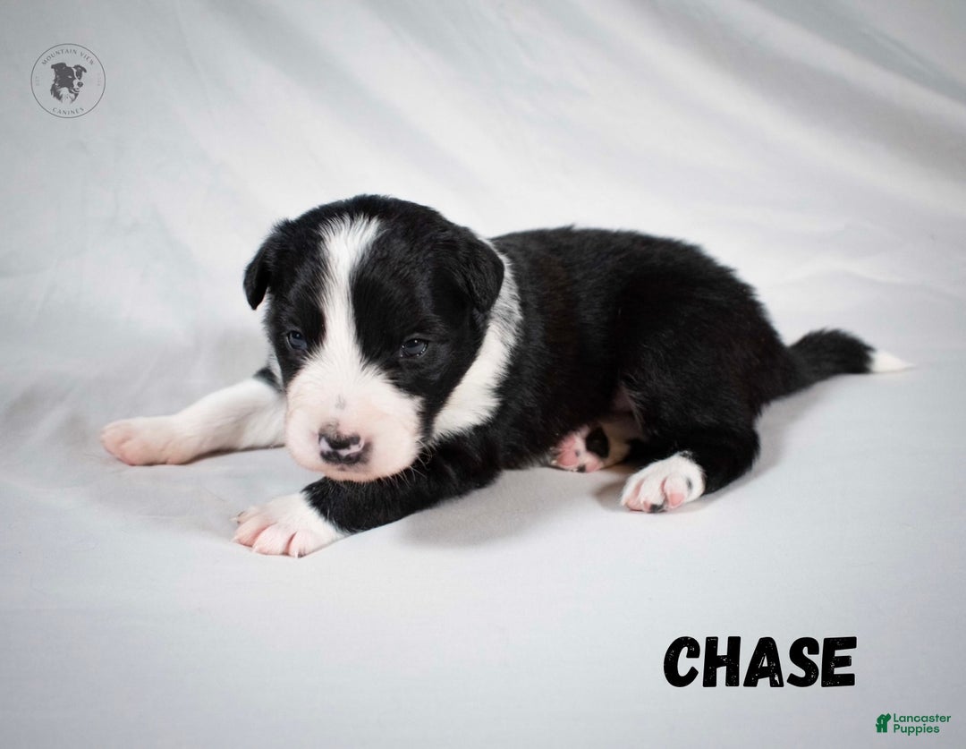 Border Collie dogs for sale: Chase  - Ad 1