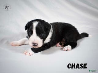 Border Collie dogs Chase - Ad 37