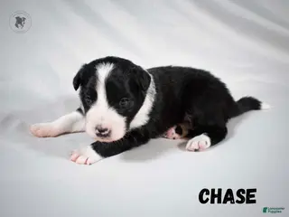 Border Collie dogs Chase - Ad 4
