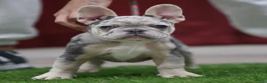 French Bulldog 4