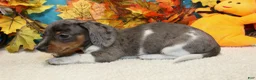 Miniature Dachshund dogs for sale: Coop - Ad 3