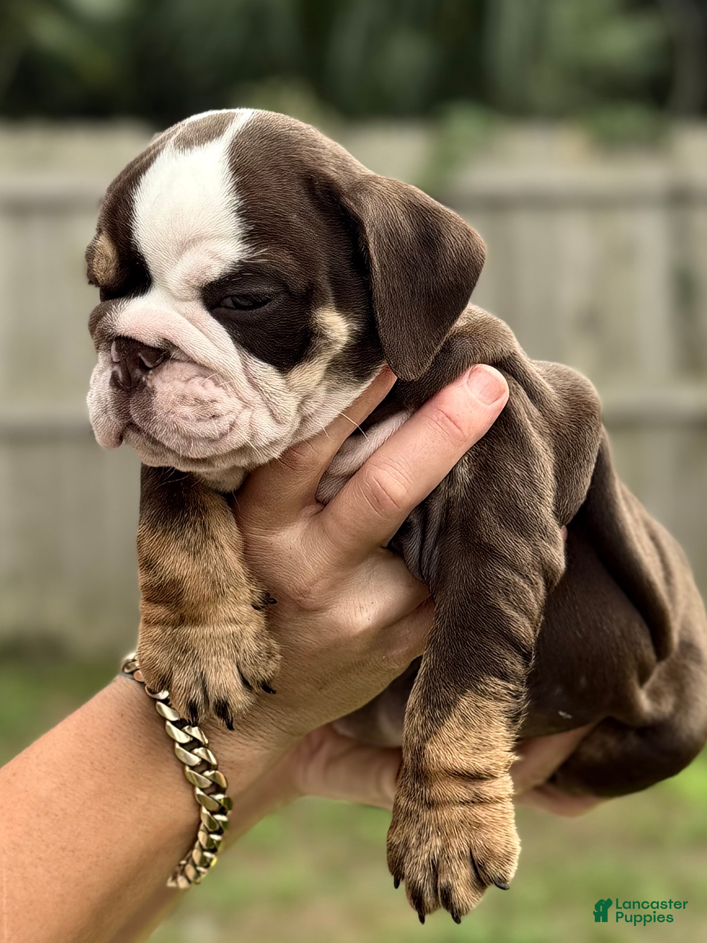 English Bulldog dogs Miss Cassia - Ad 2