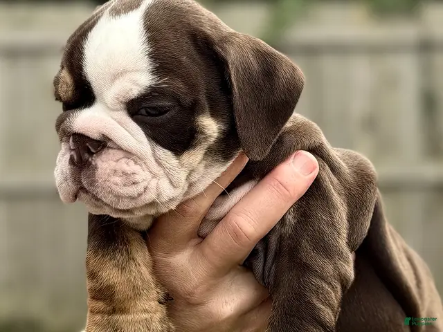 English Bulldog dogs for sale: Miss Cassia - Ad 2