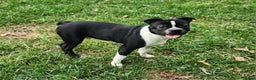 Boston Terrier dogs for sale: Cocoa  - Ad 2