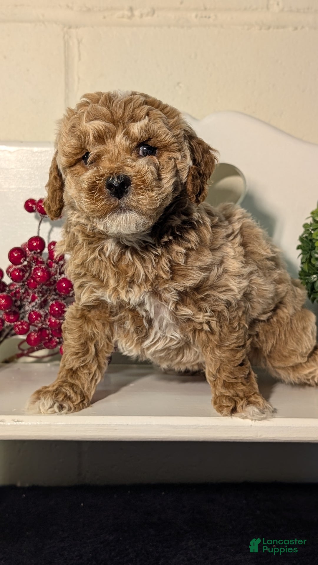 Miniature Poodle dogs for sale: Hunter  - Ad 5