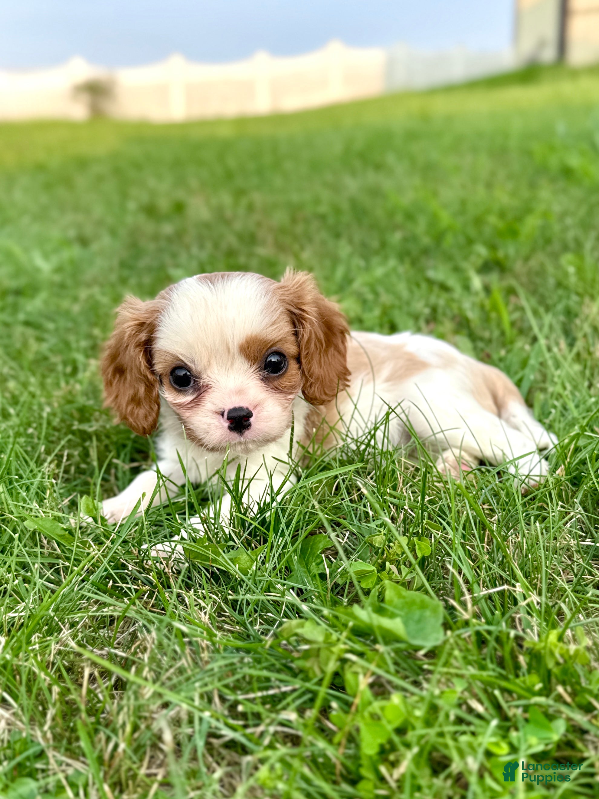 Cavalier King Charles Spaniel dogs Ivy - Ad 1
