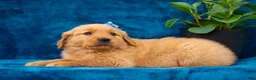 Golden Retriever dogs for sale: Tasha - Ad 7