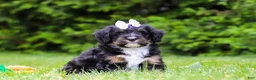 Bernedoodle dogs for sale: Tiana - Ad 3