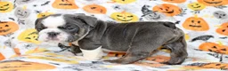 English Bulldog dogs for sale: Cody  - Ad 2
