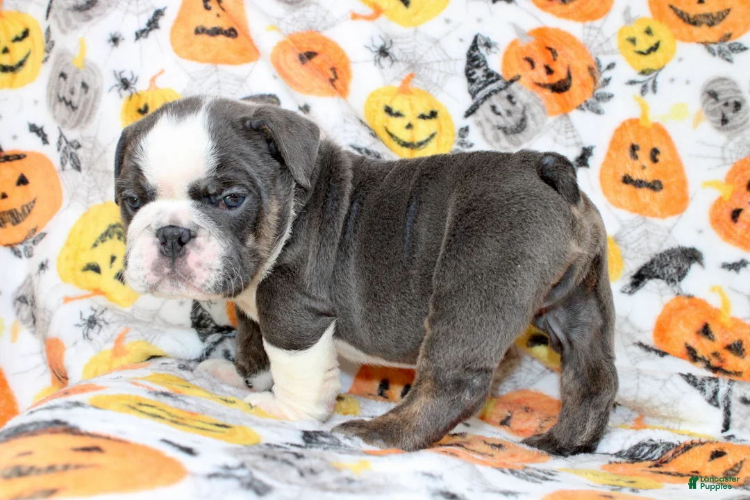 English Bulldog dogs for sale: Cody  - Ad 2
