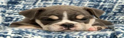English Bulldog dogs for sale: Captain - Ad 9