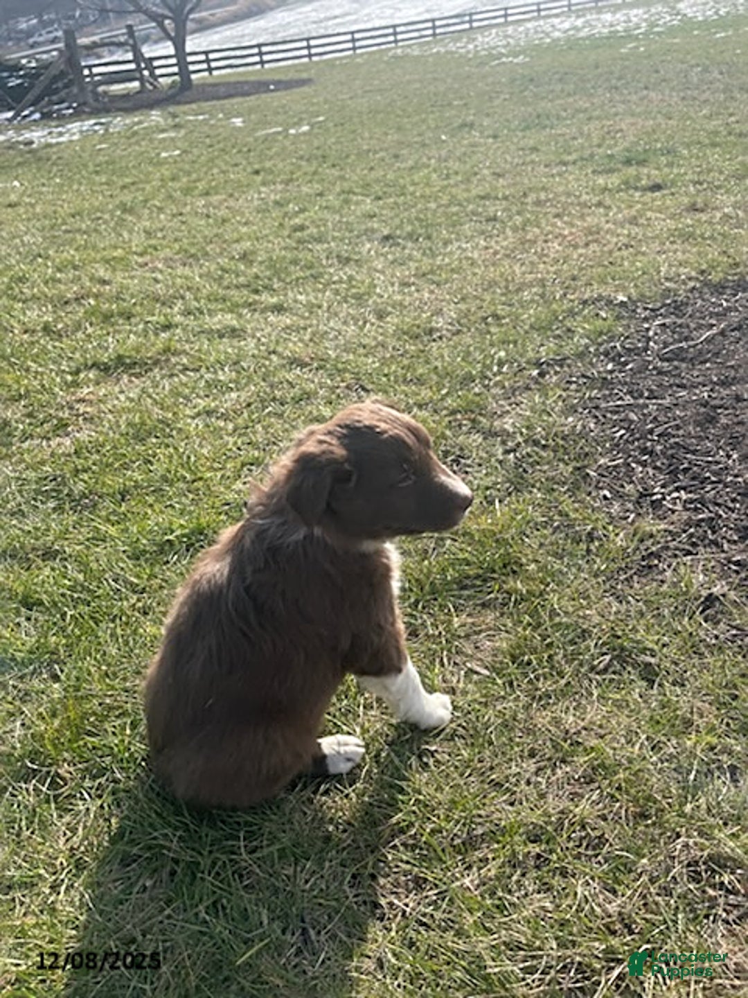 Border Collie dogs for sale: Rio - Ad 3