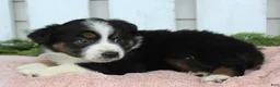 Miniature Australian Shepherd dogs for sale: Miniature Australian Shepherd 2 - Ad 4