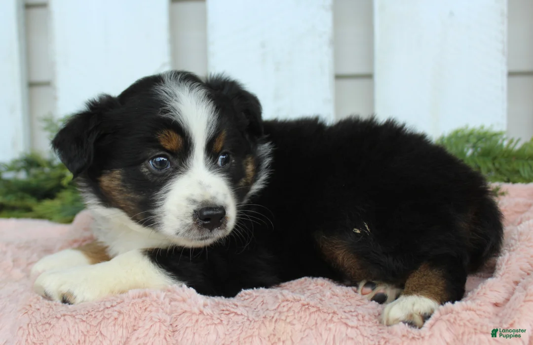 Miniature Australian Shepherd dogs for sale: Miniature Australian Shepherd 2 - Ad 4